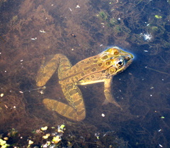 Lithobates yavapaiensis