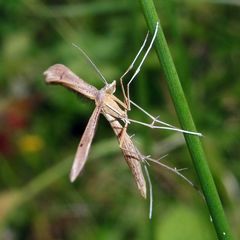 Stenoptilia pterodactyla