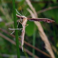 Stenoptilia pterodactyla