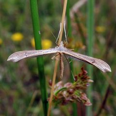 Stenoptilia pterodactyla