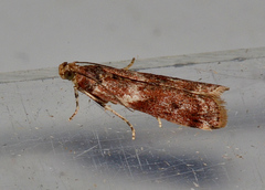 Cryptoblabes plagioleuca