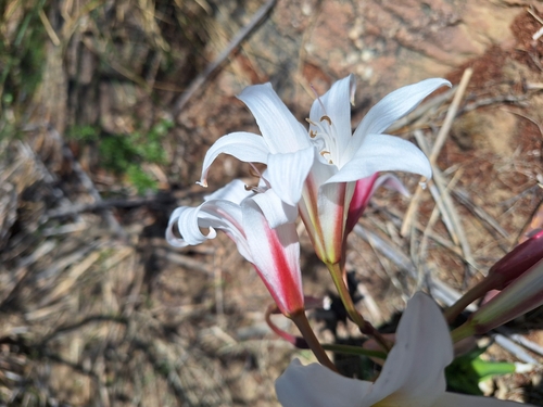 Image of Crinum variabile by (c) Adele SL, some rights reserved (CC BY)