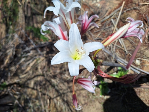 Image of Crinum variabile by (c) Adele SL, some rights reserved (CC BY)