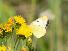 Colias hyale