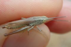 Euchorthippus elegantulus