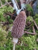 Morchella purpurascens - Photo (c) victor laborde, some rights reserved (CC BY), uploaded by victor laborde