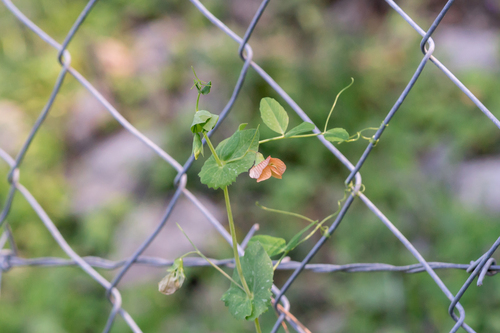 tawny pea (Pisum fulvum)