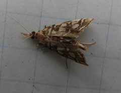 Lygropia rivulalis