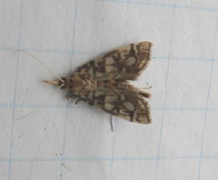 Lygropia rivulalis