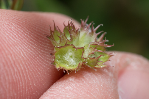 Blunt-lobed Cornsalad (Valerianella obtusiloba)