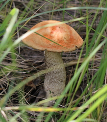 Leccinum albostipitatum