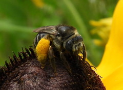 Melissodes illatus