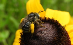 Melissodes illatus