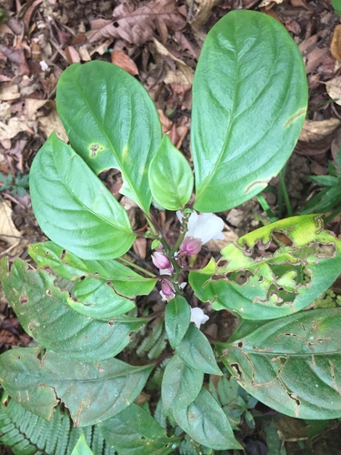 Raphiocarpus clemensiae