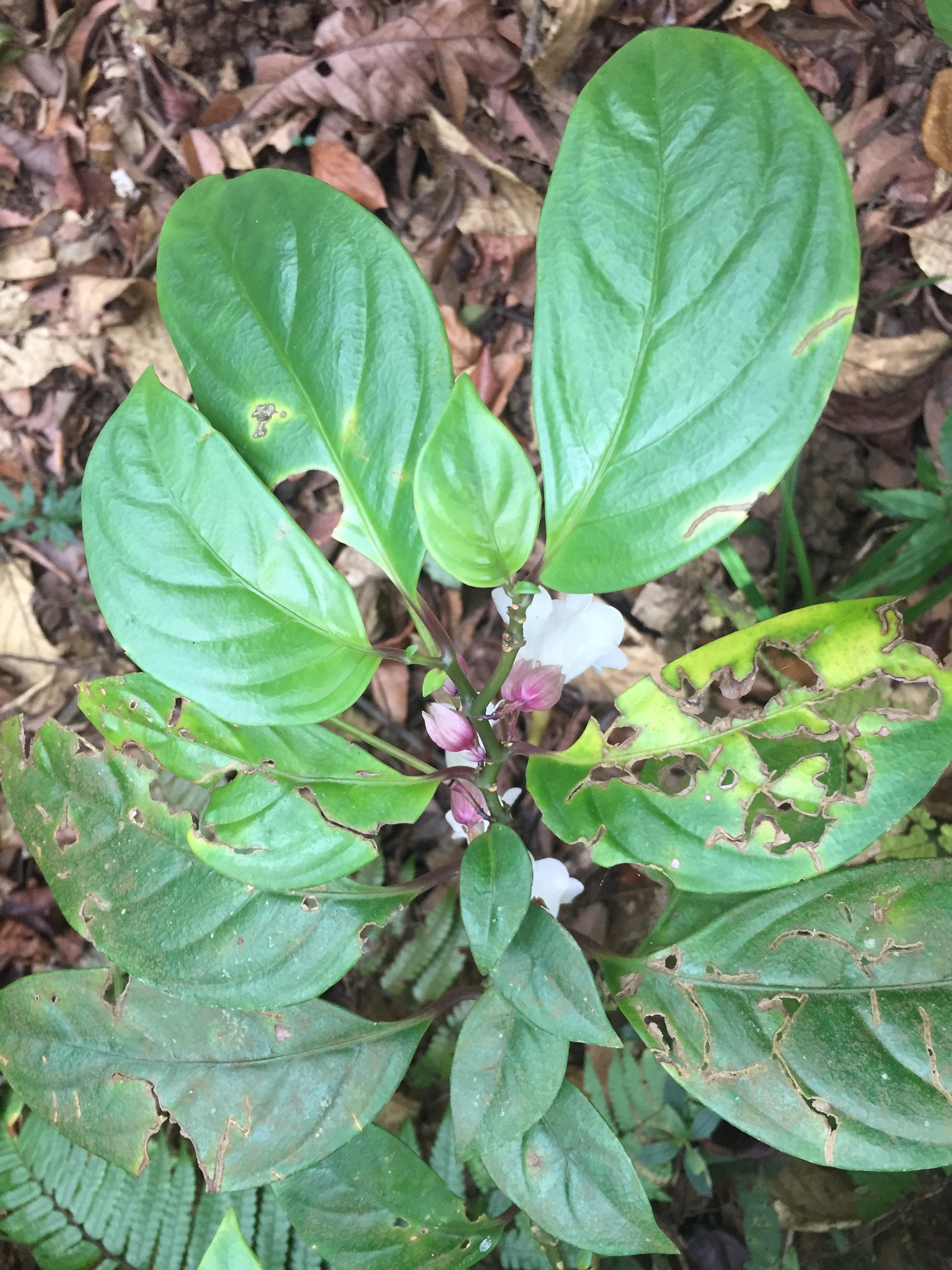 Raphiocarpus clemensiae