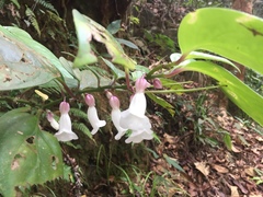 Raphiocarpus clemensiae
