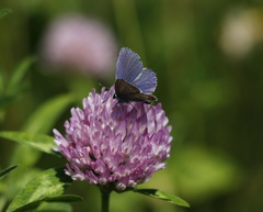 Plebejus idas