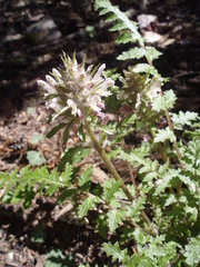Pedicularis dudleyi
