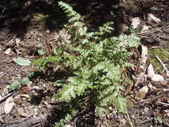 Pedicularis dudleyi