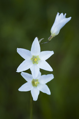Ixia capillaris