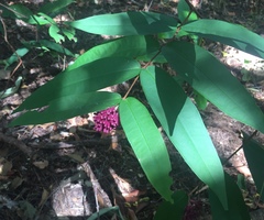 Syzygium wilsonii