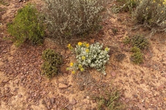 Berkheya cuneata