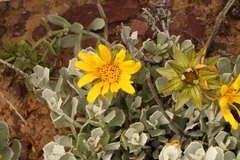 Berkheya cuneata