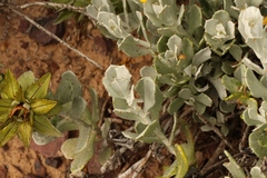Berkheya cuneata