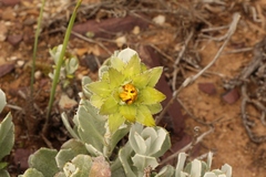 Berkheya cuneata