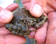 Lithobates yavapaiensis