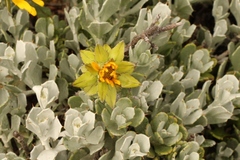 Berkheya cuneata