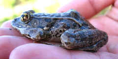 Lithobates yavapaiensis