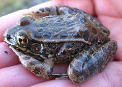 Lithobates yavapaiensis