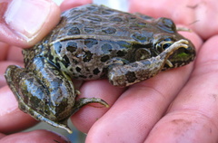 Lithobates yavapaiensis