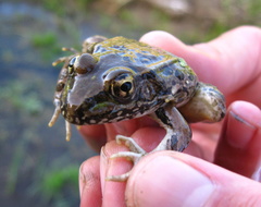 Lithobates yavapaiensis