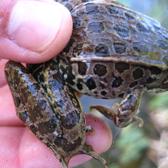 Lithobates yavapaiensis