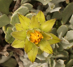 Berkheya cuneata
