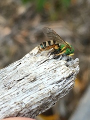 Agapostemon