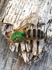 Agapostemon