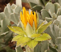 Berkheya cuneata