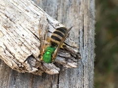 Agapostemon