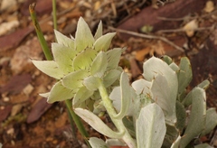 Berkheya cuneata