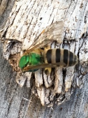 Agapostemon
