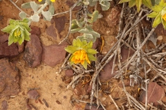 Berkheya cuneata