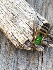 Agapostemon