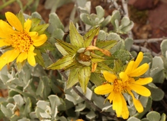 Berkheya cuneata