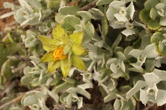Berkheya cuneata