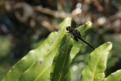 Erythemis attala