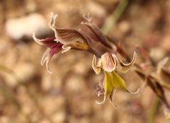 Gladiolus permeabilis permeabilis