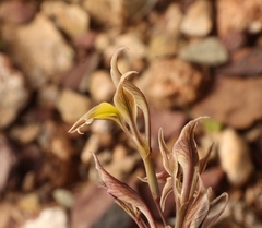 Gladiolus permeabilis permeabilis